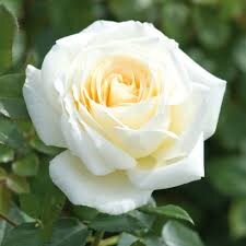 creme rose
